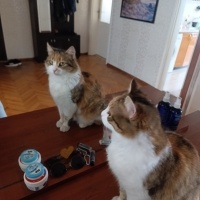 Tekir Kedi, Kedi  Minik fotoğrafı