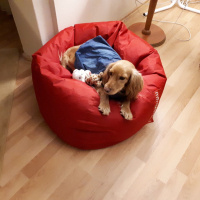 Amerikan Cocker Spaniel, Köpek  Maya fotoğrafı
