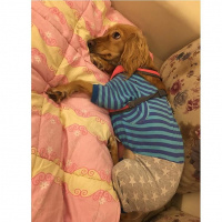 Amerikan Cocker Spaniel, Köpek  Maya fotoğrafı
