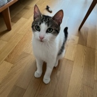 Tekir Kedi, Kedi  Felix fotoğrafı
