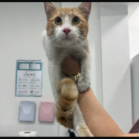 Sarman, Kedi  Paşa fotoğrafı