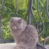 British Longhair, Kedi  İncir fotoğrafı