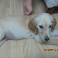 Golden Retriever, Köpek  korsan fotoğrafı