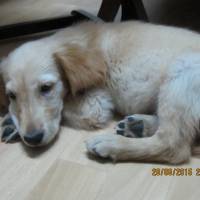 Golden Retriever, Köpek  korsan fotoğrafı