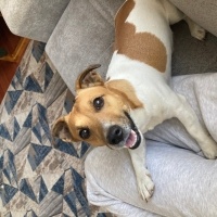 Jack Russell Terrier, Köpek  Maskot fotoğrafı