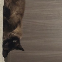 Siyam Kedisi, Kedi  Nazlı fotoğrafı