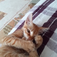 Tekir Kedi, Kedi  zeyna fotoğrafı