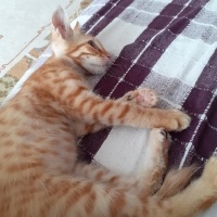 Tekir Kedi, Kedi  zeyna fotoğrafı