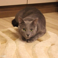 Mavi Rus, Kedi  Tomy fotoğrafı