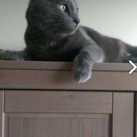 Mavi Rus, Kedi  Tomy fotoğrafı