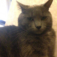 Mavi Rus, Kedi  Tomy fotoğrafı