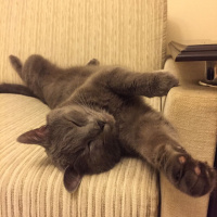 Mavi Rus, Kedi  Tomy fotoğrafı