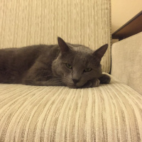Mavi Rus, Kedi  Tomy fotoğrafı