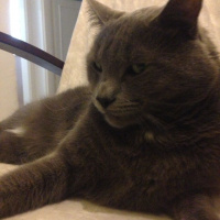 Mavi Rus, Kedi  Tomy fotoğrafı