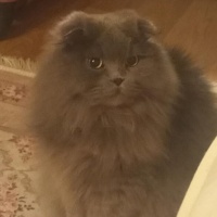 Scottish Fold, Kedi  Ares fotoğrafı