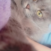 Scottish Fold, Kedi  Arya fotoğrafı