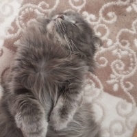 Scottish Fold, Kedi  Arya fotoğrafı