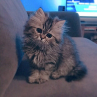 Chinchilla, Kedi  Joker fotoğrafı