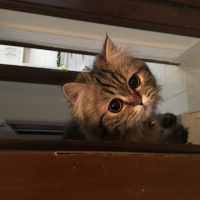 Chinchilla, Kedi  Joker fotoğrafı
