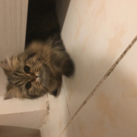 Chinchilla, Kedi  Joker fotoğrafı