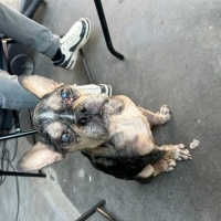 Fransız Bulldog, Köpek  papi fotoğrafı