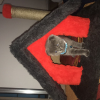 Scottish Fold, Kedi  Kaju fotoğrafı