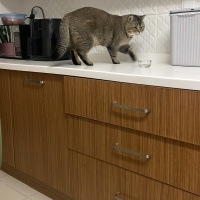British Shorthair, Kedi  Benji fotoğrafı