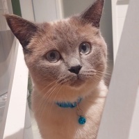 British Shorthair, Kedi  Kekik fotoğrafı