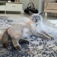 British Shorthair, Kedi  Kekik fotoğrafı