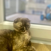Scottish Fold, Kedi  Dora fotoğrafı