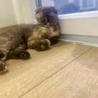 Scottish Fold, Kedi  Dora fotoğrafı