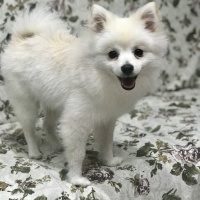 Pomeranyalı, Köpek  BIDI fotoğrafı