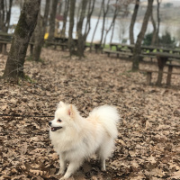 Pomeranyalı, Köpek  BIDI fotoğrafı