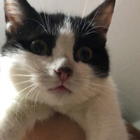 Tuxedo (Smokin) Kedi, Kedi  Oreo fotoğrafı