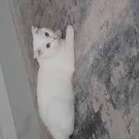 British Shorthair, Kedi  Bulut fotoğrafı