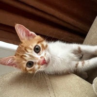 Sarman, Kedi  Karamel fotoğrafı