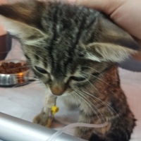 Tekir Kedi, Kedi  Fenix fotoğrafı