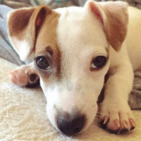 Jack Russell Terrier, Köpek  Sonya fotoğrafı