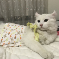 Van Kedisi, Kedi  Şeker fotoğrafı