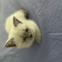 British Shorthair, Kedi  Sütlaç fotoğrafı