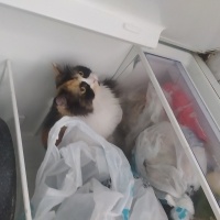 İran Kedisi (Persian), Kedi  Lucy fotoğrafı