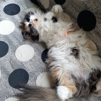İran Kedisi (Persian), Kedi  Lucy fotoğrafı