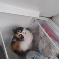 İran Kedisi (Persian), Kedi  Lucy fotoğrafı