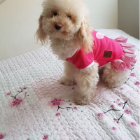 Poodle (Minyatür Kaniş), Köpek  Lina  fotoğrafı