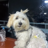 Maltese, Köpek  Köpük fotoğrafı