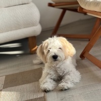 Maltese, Köpek  Köpük fotoğrafı