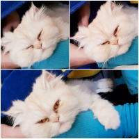 Chinchilla, Kedi  Balım fotoğrafı