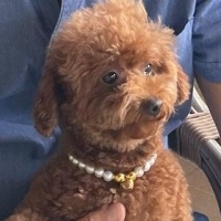 Poodle (Minyatür Kaniş), Köpek  Pera fotoğrafı