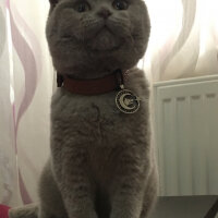 Scottish Fold, Kedi  Gofret fotoğrafı