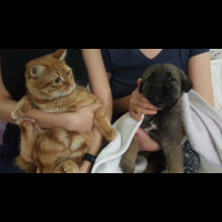 Tekir Kedi, Kedi  Aşkım fotoğrafı